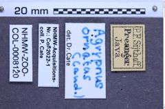 Etiketten zu Agrypnus ornatus (NHMW-ZOO-COL-0008120)